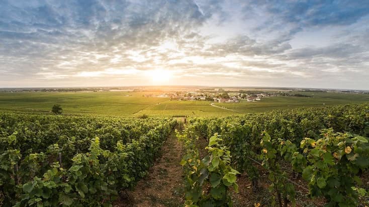 Vue de la côte de vosne romanee